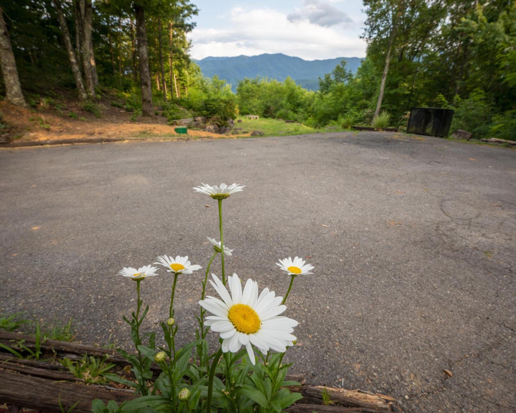Real Log Cabin With Amazing Views, Hot Tub, Sauna, Games Gatlinburg Buitenkant foto