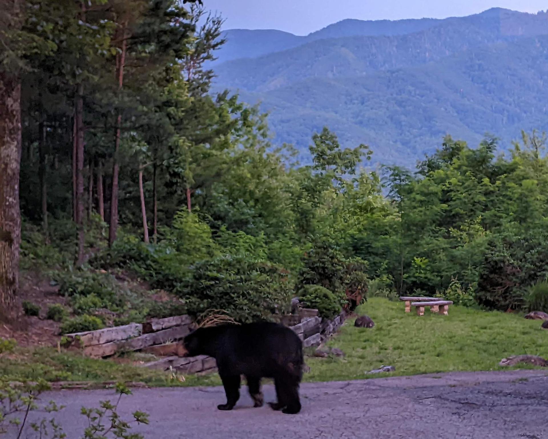 Real Log Cabin With Amazing Views, Hot Tub, Sauna, Games Gatlinburg Buitenkant foto